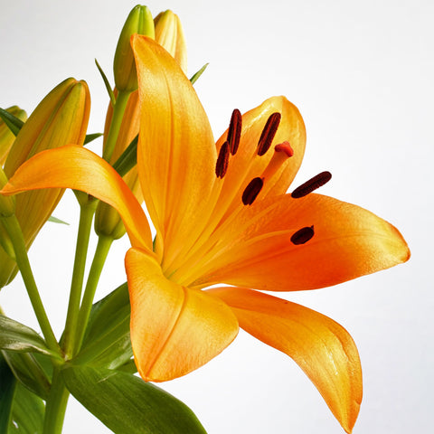 Asiatic Lily Fleuressence 