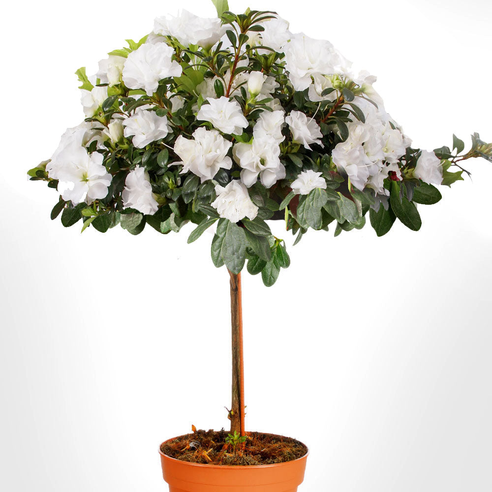 Azalea Tree Fleuressence 