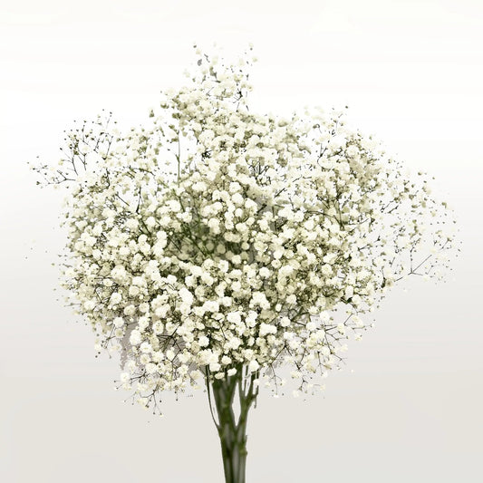 Baby’s Breath Fleuressence 