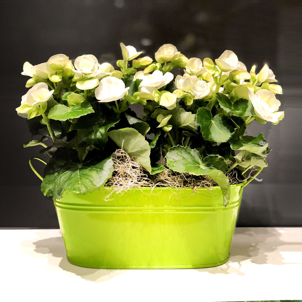Begonia Double Basket Fleuressence 