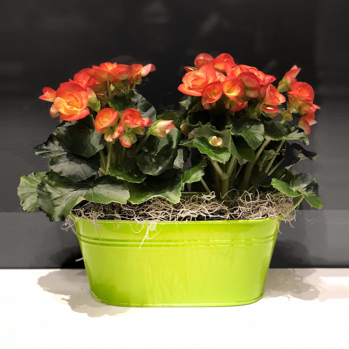 Begonia Double Basket Fleuressence 