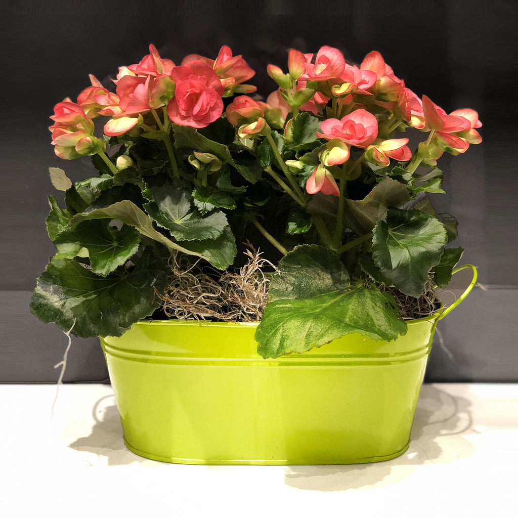 Begonia Double Basket Fleuressence 