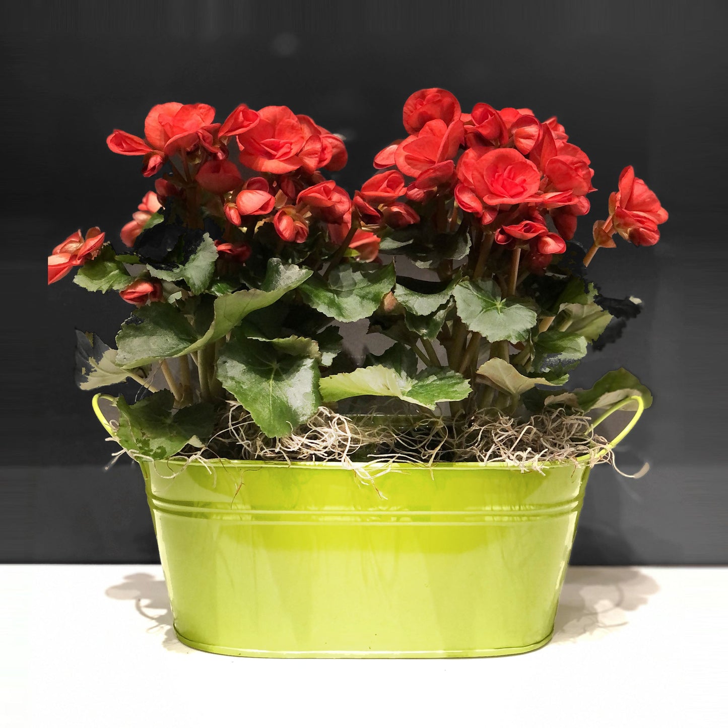 Begonia Double Basket Fleuressence 