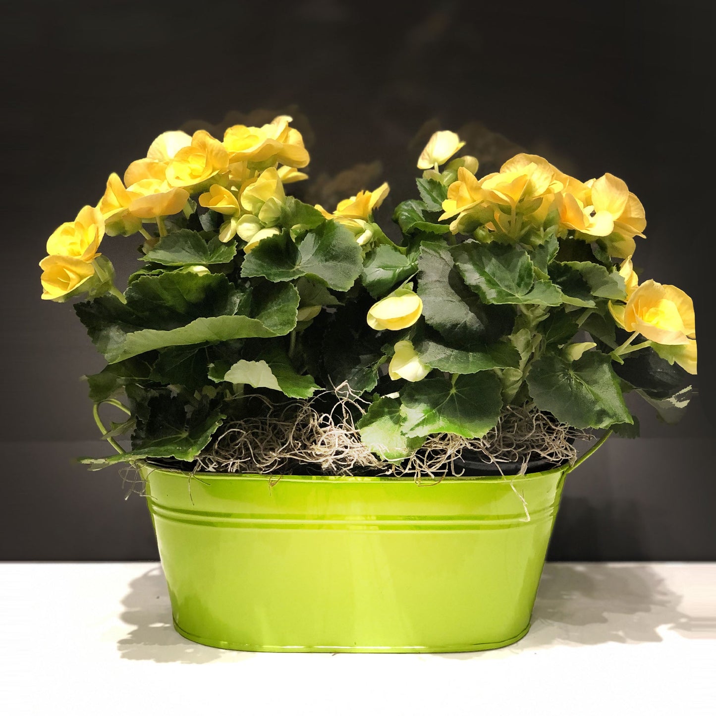 Begonia Double Basket Fleuressence 