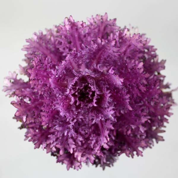 Cabbage Flower Fleuressence 