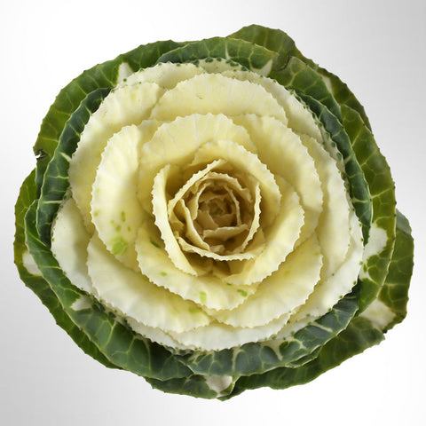 Cabbage Flower Fleuressence 