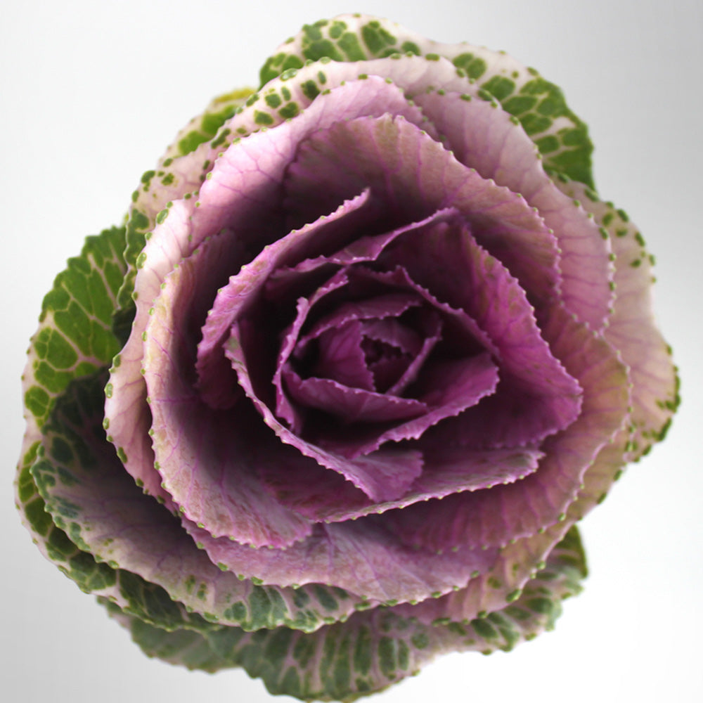 Cabbage & Kale Fleuressence 