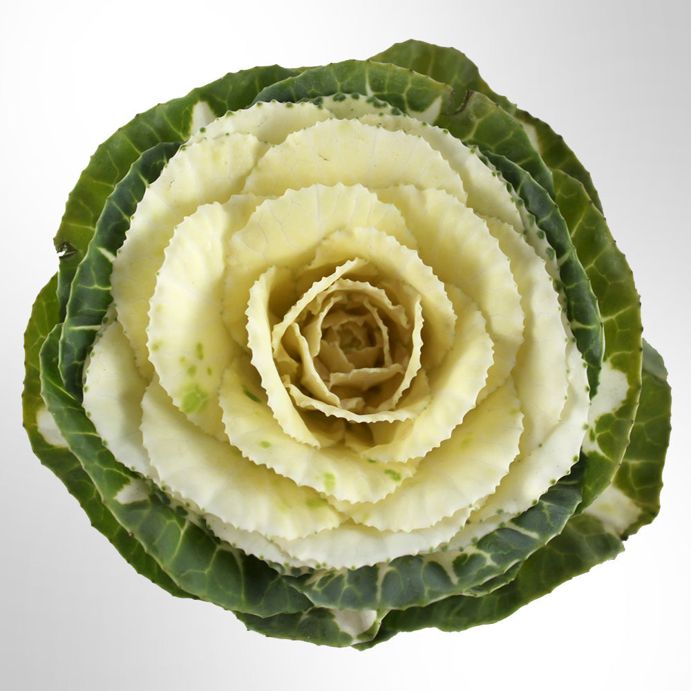 Cabbage & Kale Fleuressence 