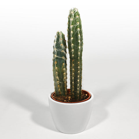 Cactus Fleuressence 
