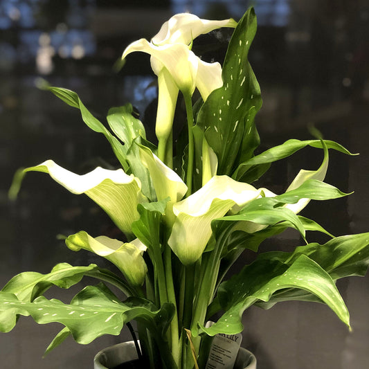 Cala Lily Fleuressence 