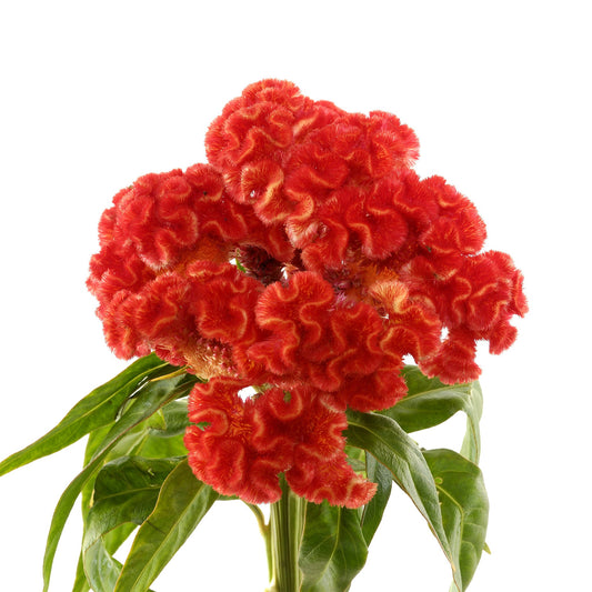 Celosia Fleuressence 