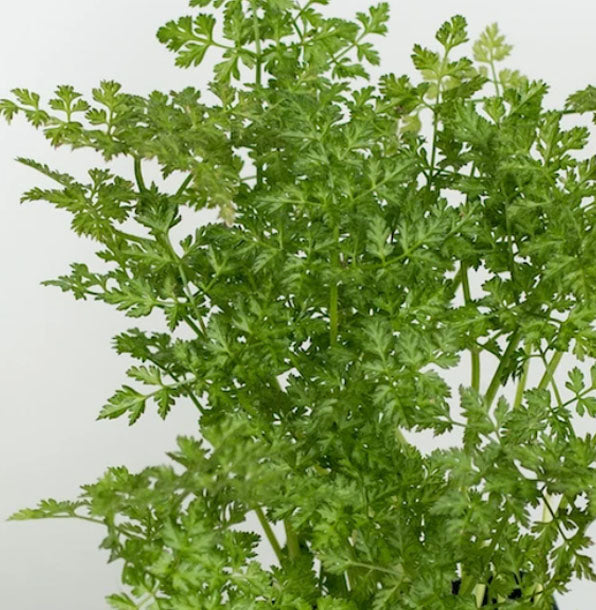 Chervil Fleuressence 