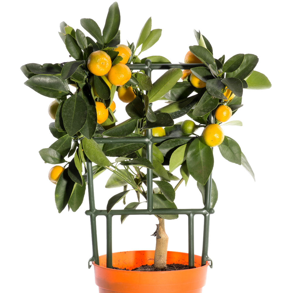 Citrus Tree Fleuressence 