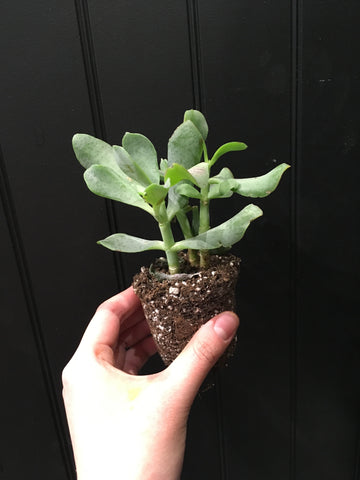 Crassula Arborescens Fleuressence 