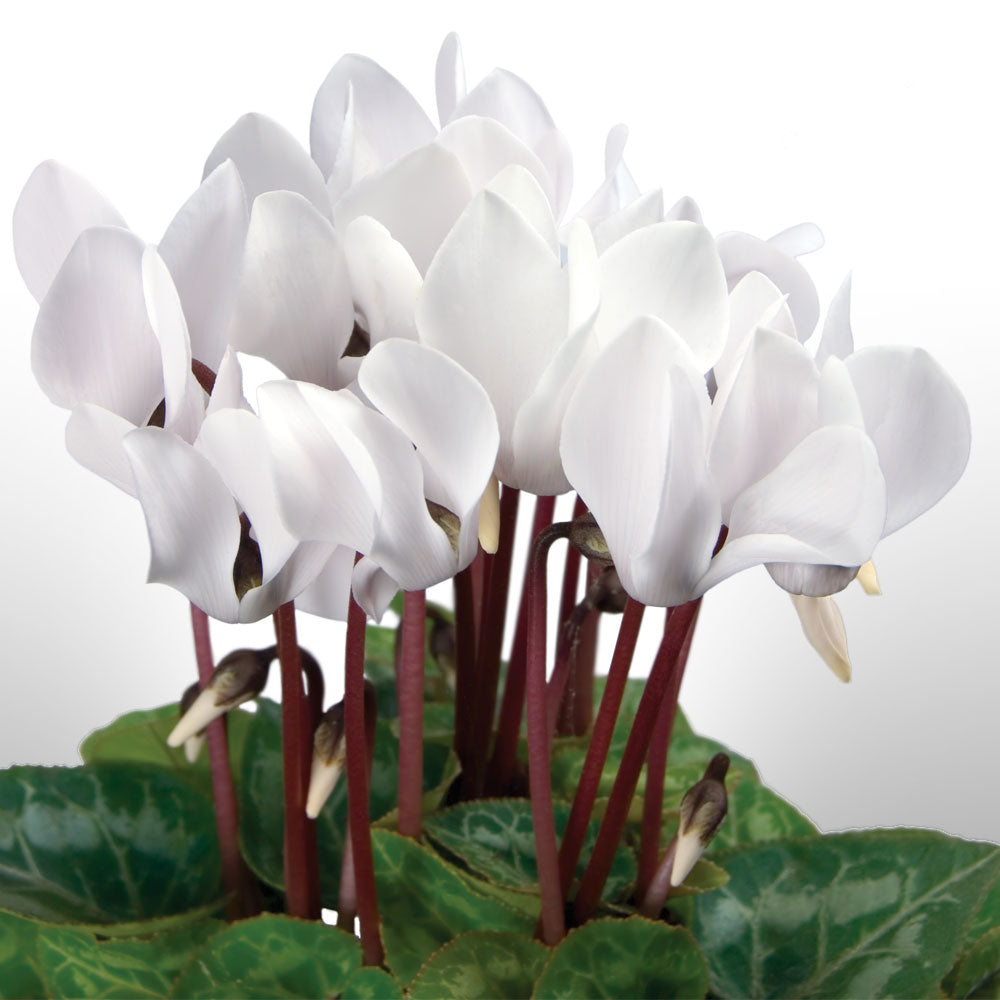 Cyclamen Fleuressence 