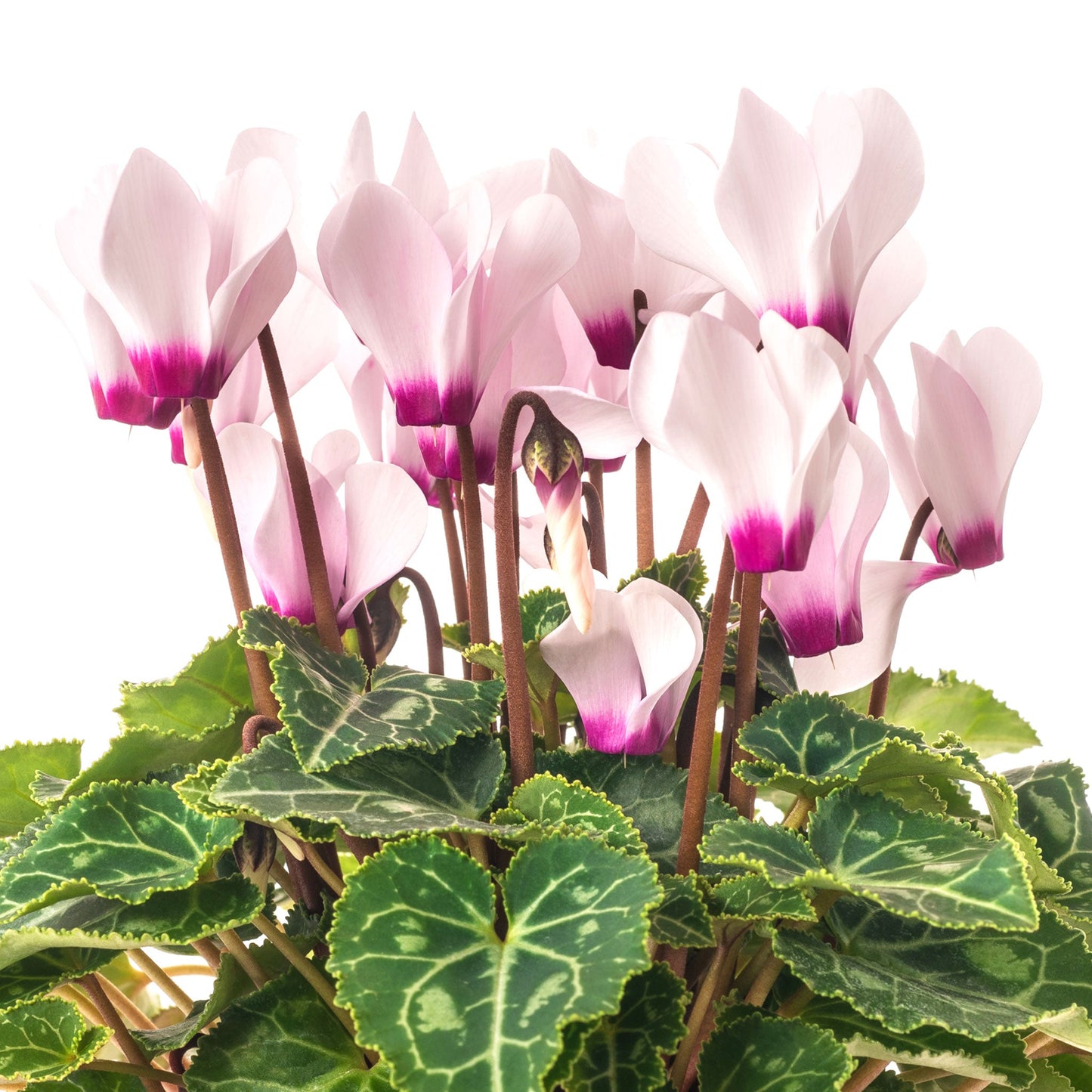 Cyclamen Fleuressence 