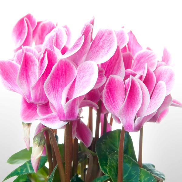 Cyclamen Fleuressence 