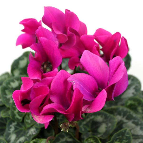 Cyclamen Fleuressence 