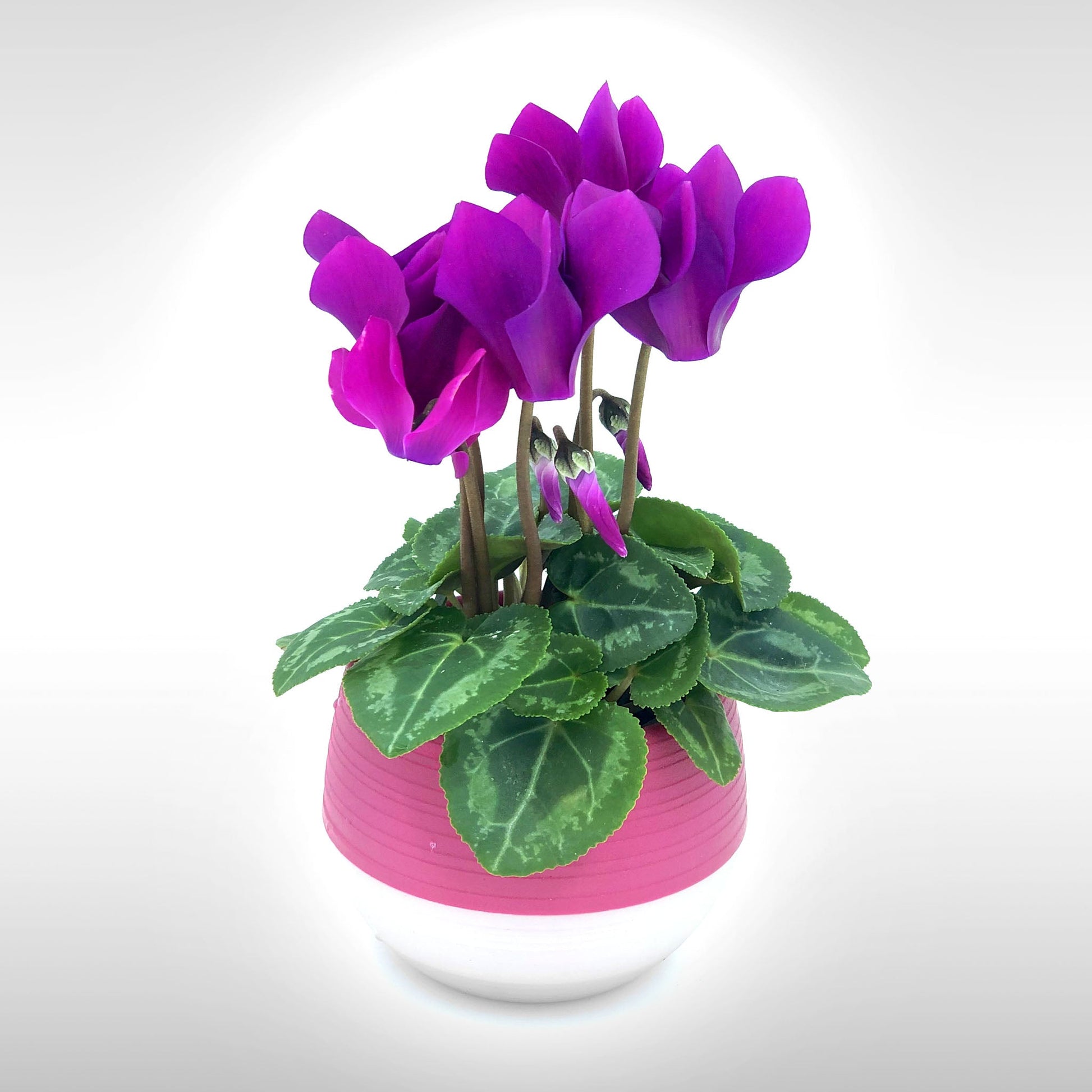 Cyclamen Fleuressence 