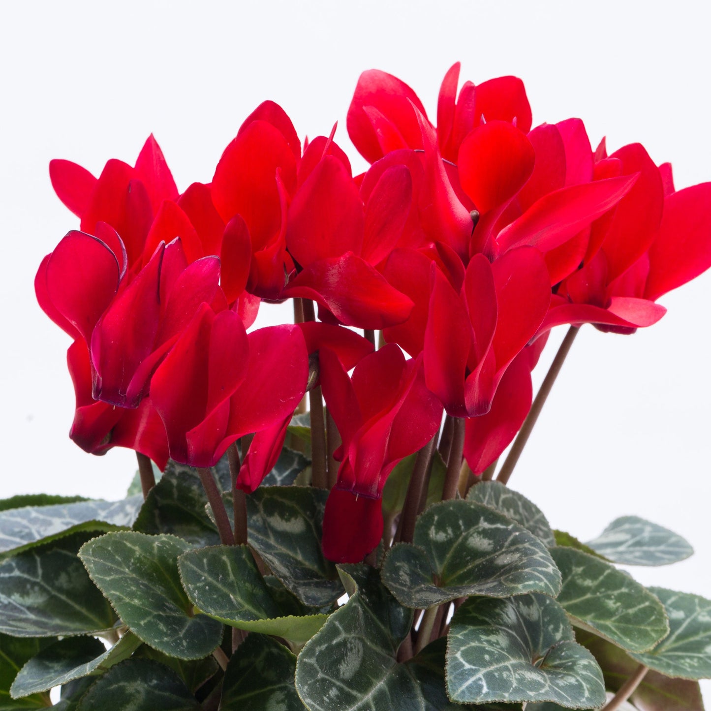 Cyclamen Fleuressence 