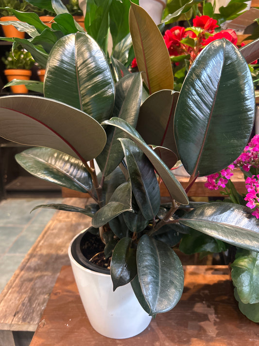 Ficus Burgundy