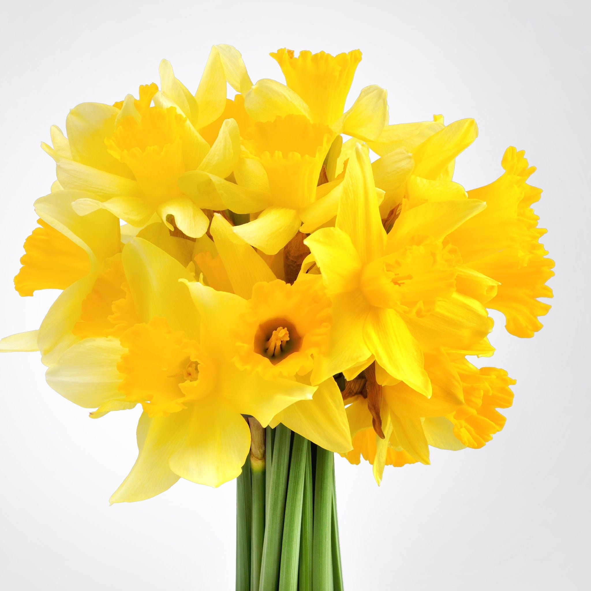 Daffodil Bouquet – Fleuressence