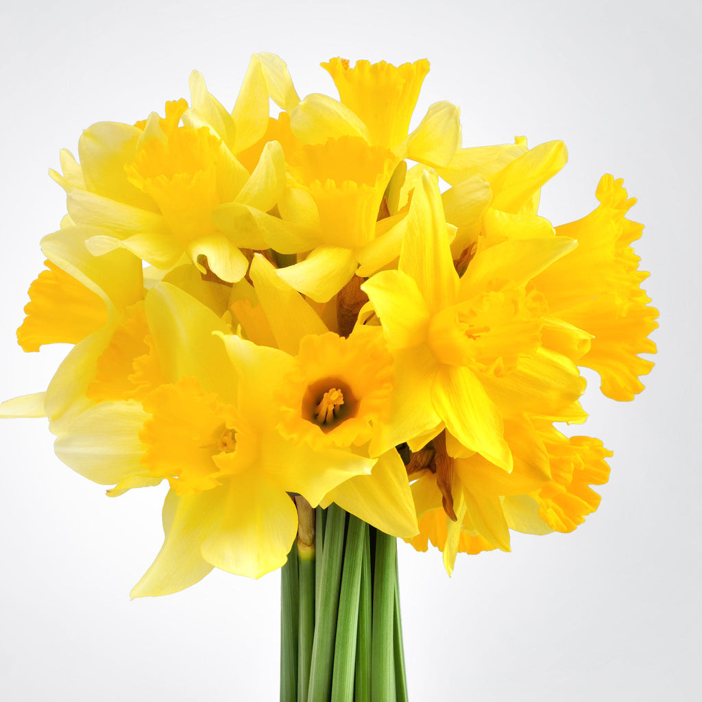 Daffodil Bouquet Fleuressence 