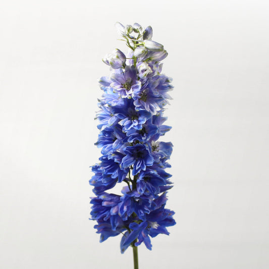 Delphinium Fleuressence 