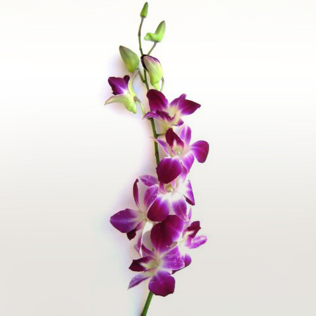 Dendrobium Orchid Fleuressence 