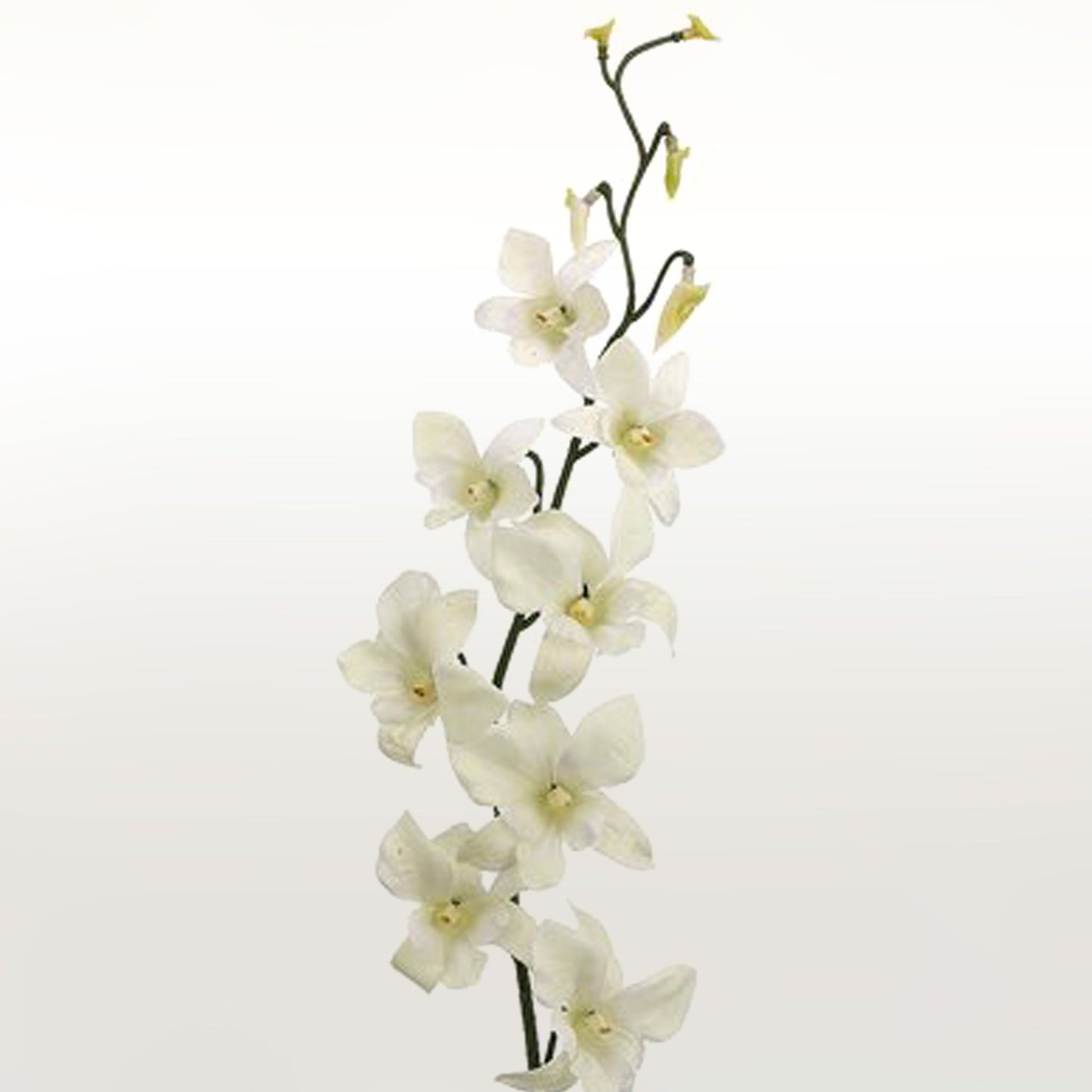 Dendrobium Orchid Fleuressence 