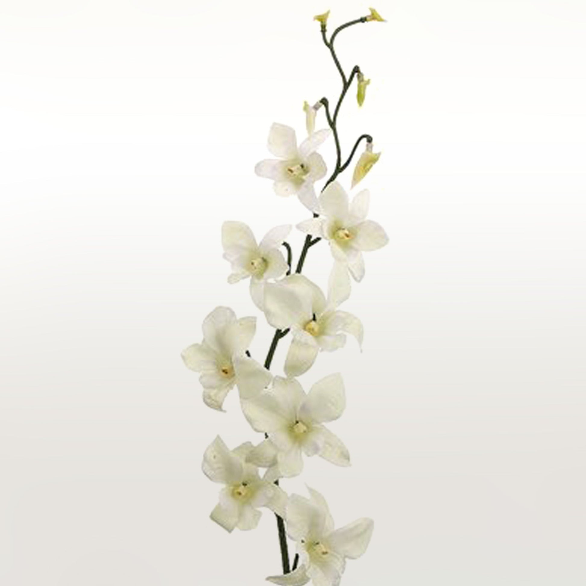 Dendrobium Orchid Fleuressence 