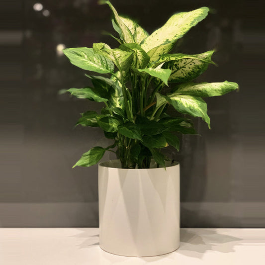 Dieffenbachia Fleuressence 