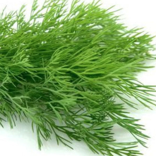 Dill Fleuressence 