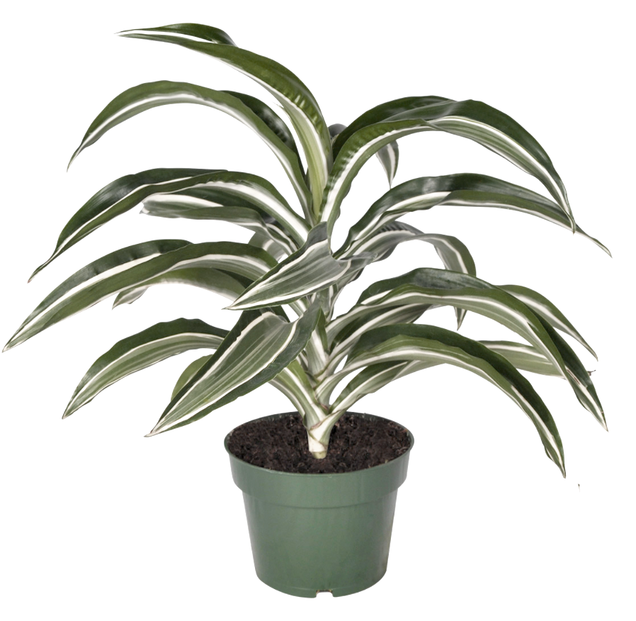 Dracaena Dragon Jade Jewel Fleuressence 