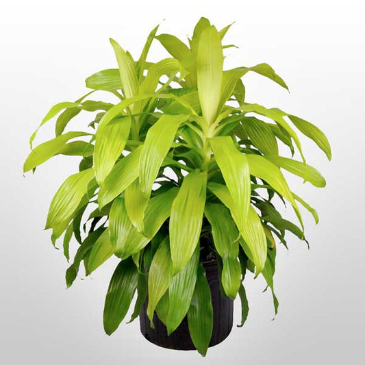 Dracaena Lemon Lime Fleuressence