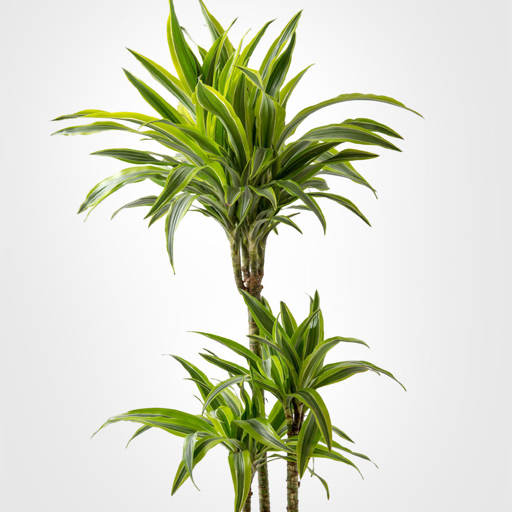 Dracaena Massangeana Cane Fleuressence 