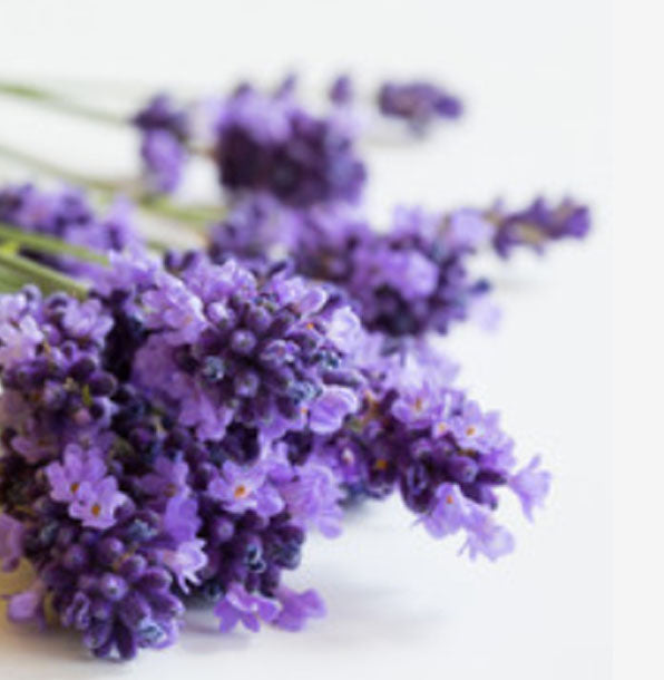 English Lavender Fleuressence 