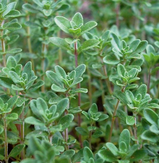 English Thyme Fleuressence 