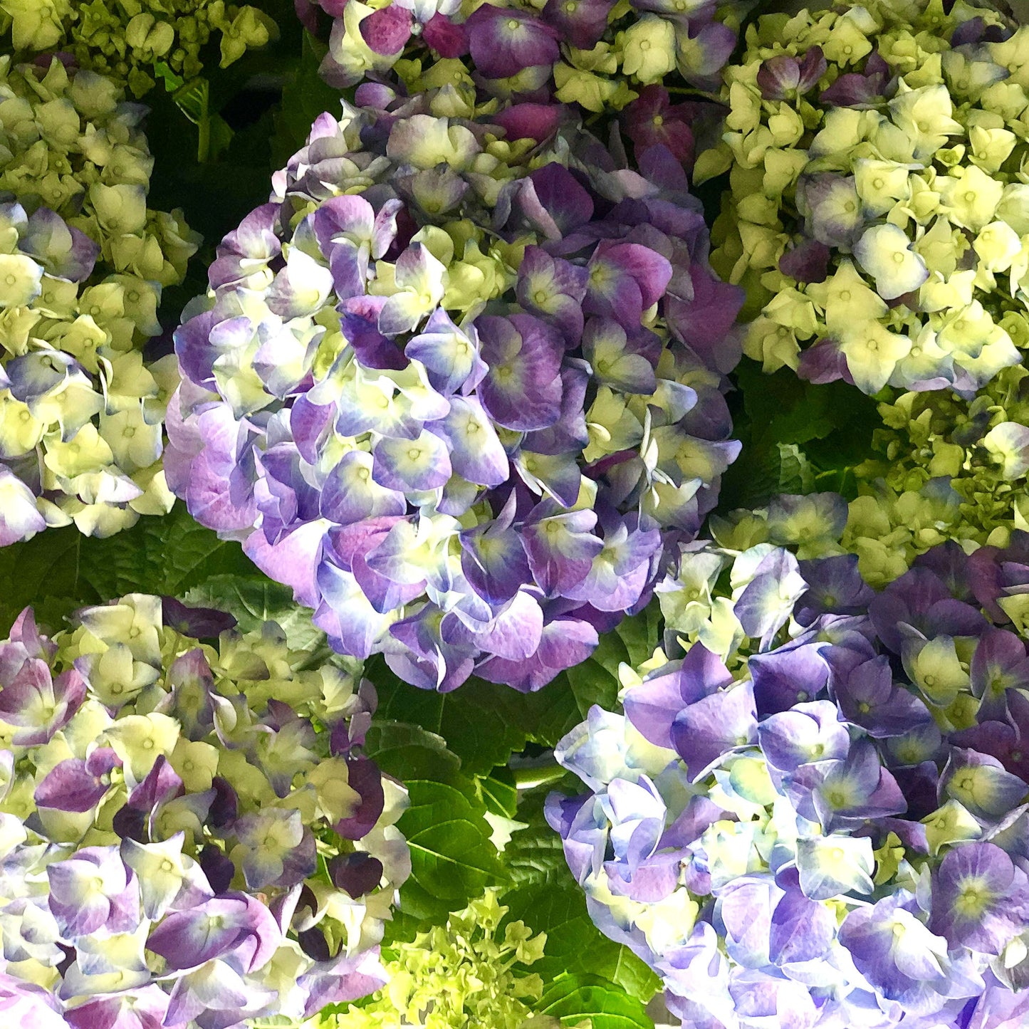 European Hydrangea Fleuressence 