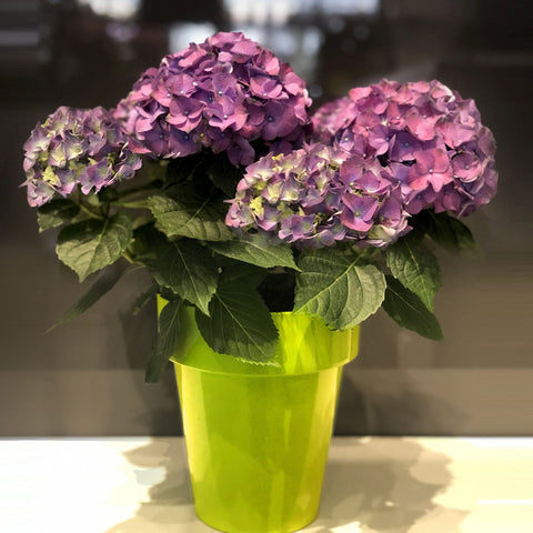 European Hydrangea Fleuressence 