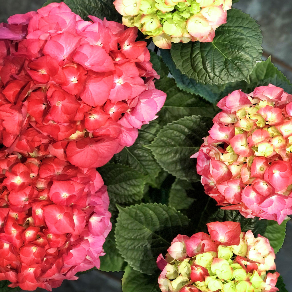 European Hydrangea Fleuressence 