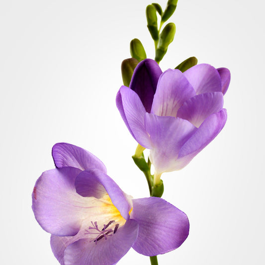 Freesia Fleuressence 