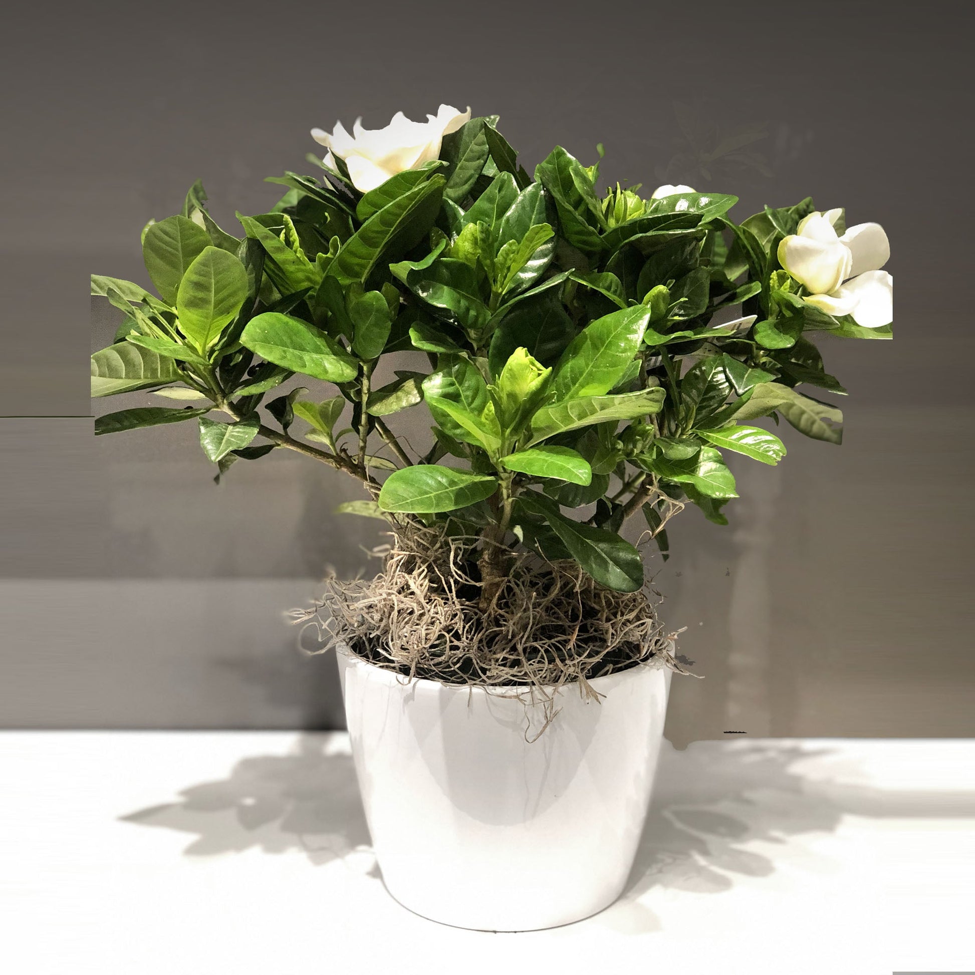 Gardenia Fleuressence 