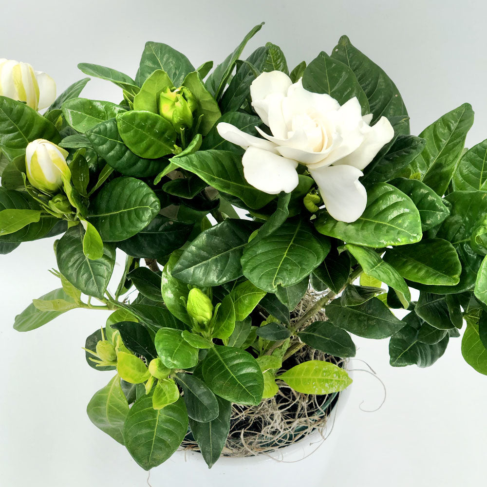 Gardenia Fleuressence 