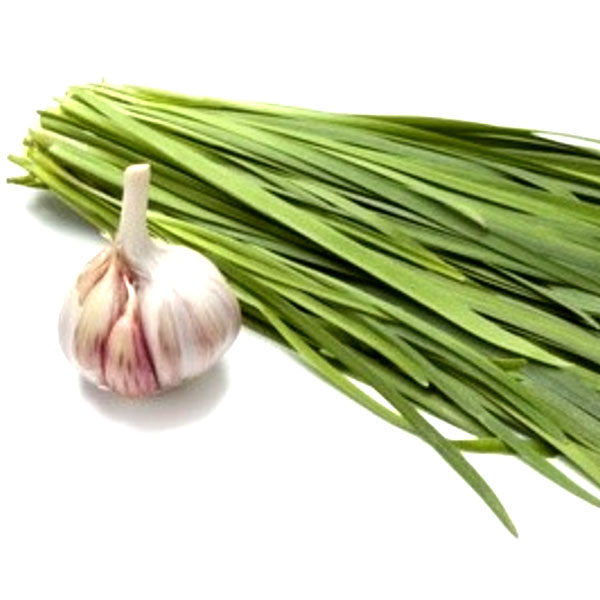 Garlic Chive Fleuressence 