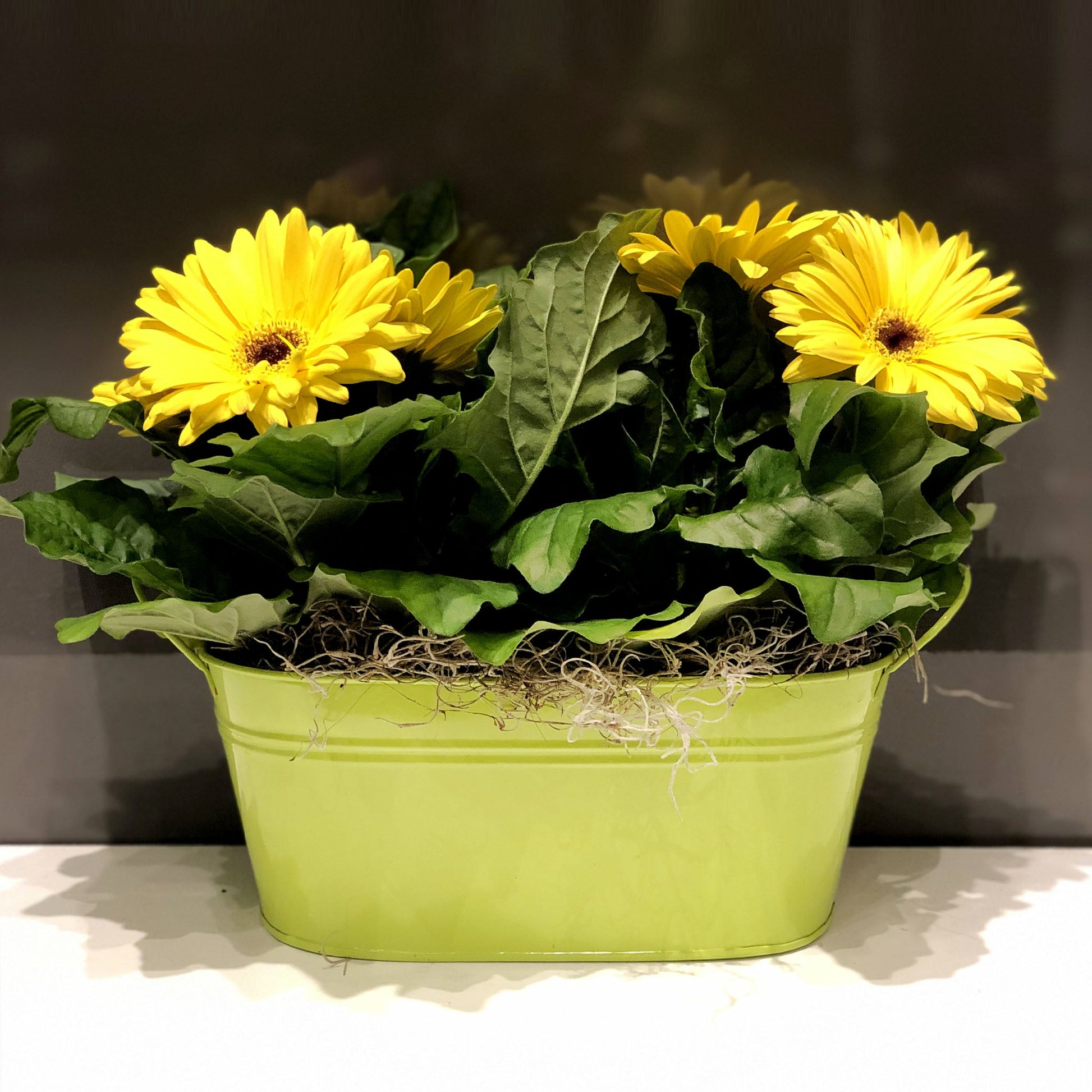 Gerbera Double Basket Fleuressence 