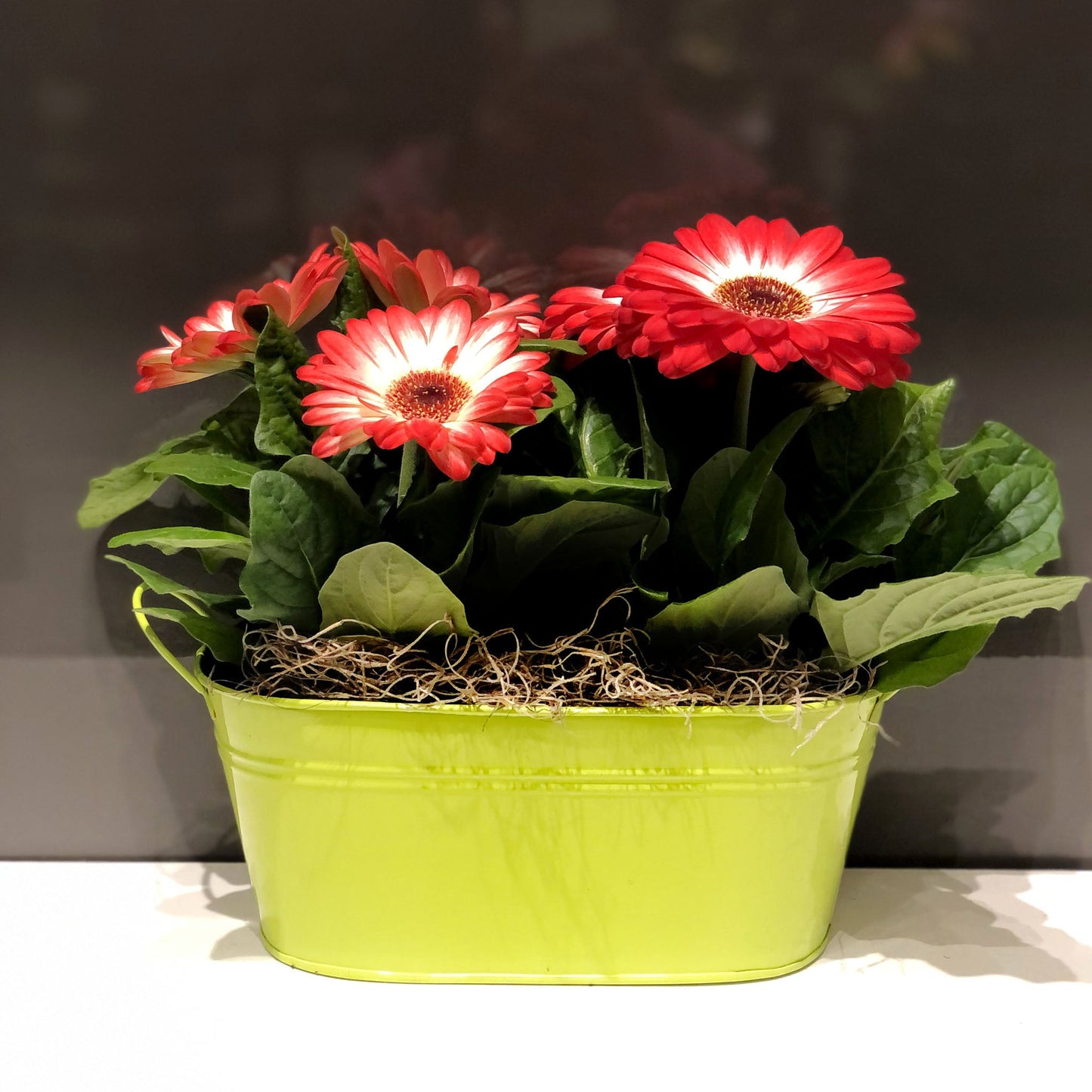 Gerbera Double Basket Fleuressence 