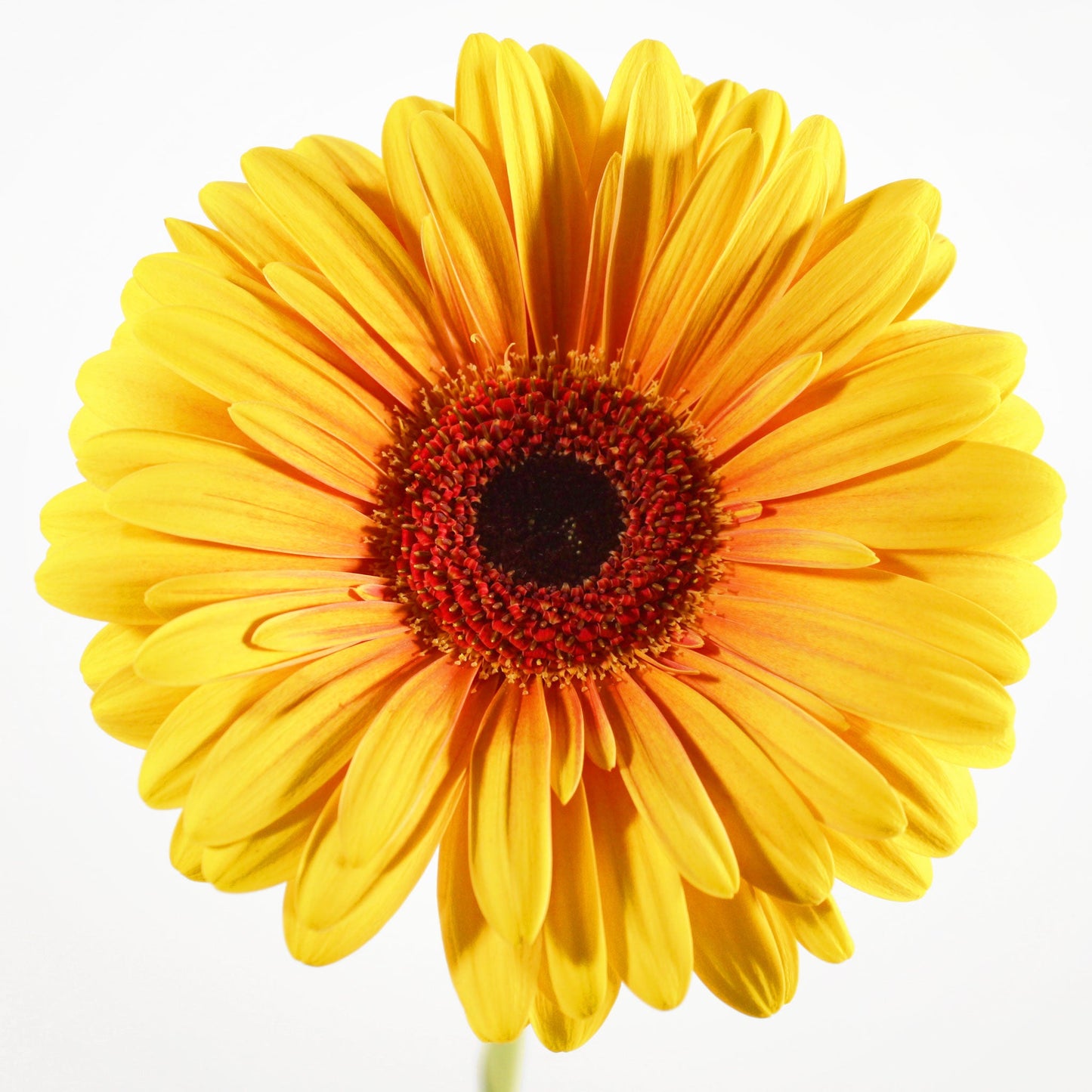 Gerbera Fleuressence 