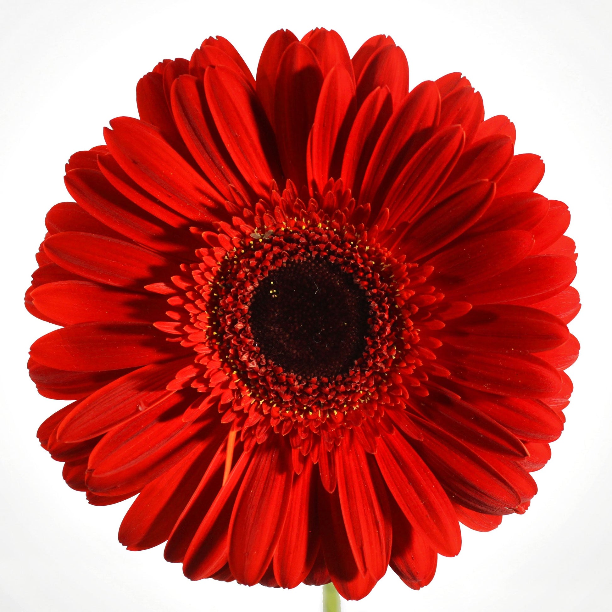 Gerbera Fleuressence 