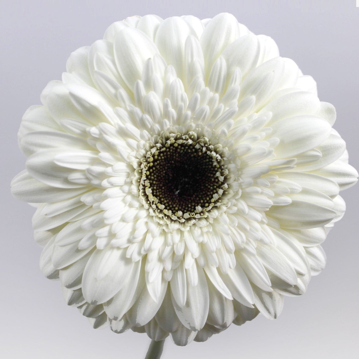 Gerbera Fleuressence 